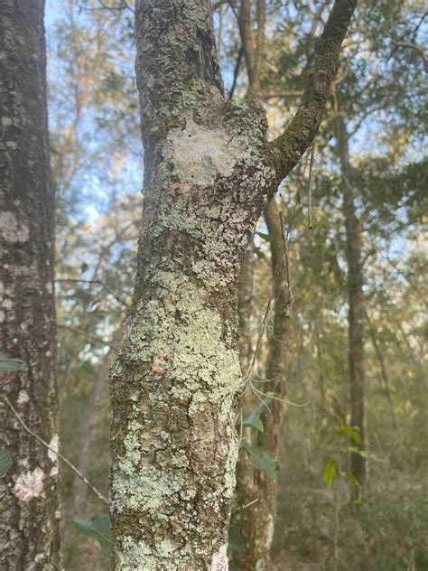 Common Lichens From Inverness Fl Usa On February At Pm