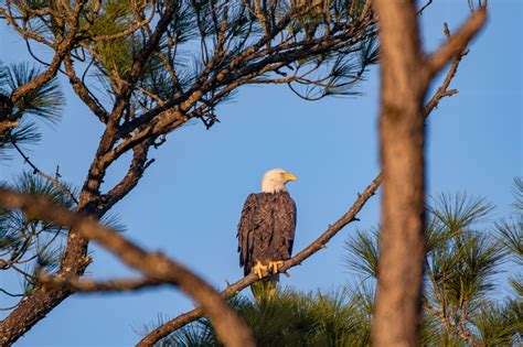 Eagle Falcon Bird - Free photo on Pixabay - Pixabay