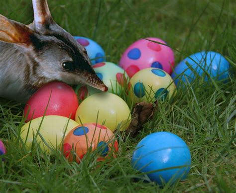 Easter Bilby with Easter Eggs - Rooftop Post Printables