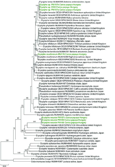 Phylogenetic Tree With The Greatest Likelihood Value Resulting From The