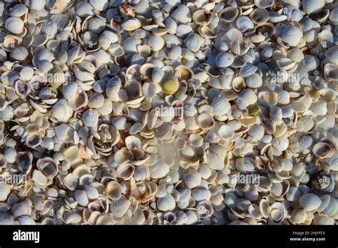 Muscheln Strand Isla Holbox Quintana Roo Mexiko Stock Photo Alamy