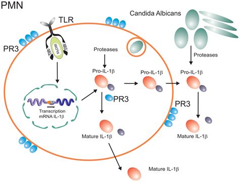 Inflammasome Independent Processing Of Pro Il 1β In Addition To