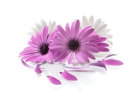 Hermosas Flores De Osteospermum Blancas Y Moradas Aisladas Sobre Fondo