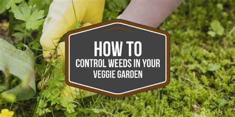 How To Control Weeds In Your Vegetable Garden