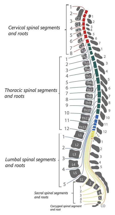 where is s2 located on spine - Google Search in 2020 | Spinal cord ...