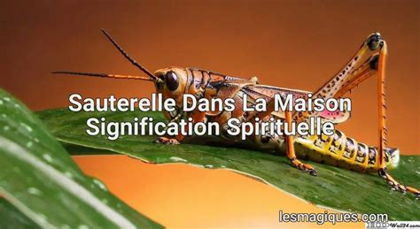 Sauterelle Signification Présage Maison Interprétation Détaillé