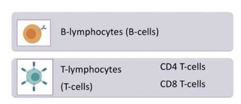 3 Recognition Of Antigen By B Cells And Antibody Flashcards Quizlet