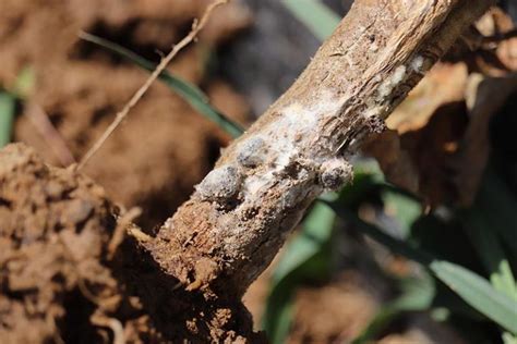 How To Treat Tomato White Mold Sclerotinia Gardeners Path