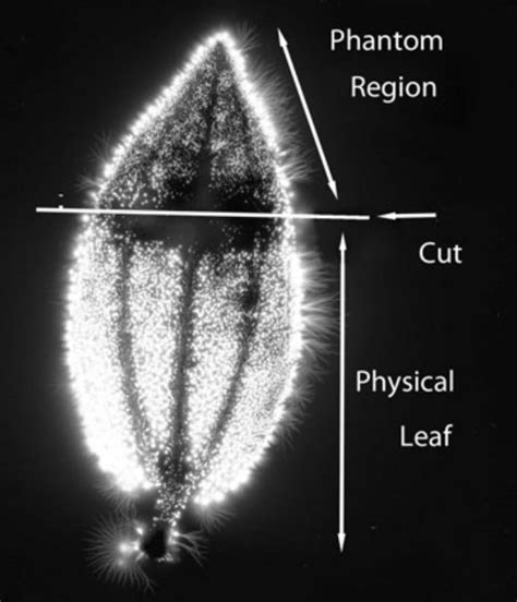 Kirlean Photography And The Phantom Leaf Effect Ghost Rider Investigations