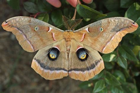 Antheraea polyphemus - Alchetron, The Free Social Encyclopedia