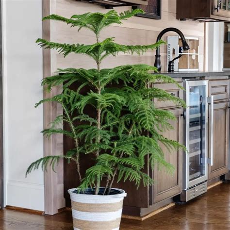 Norfolk Island Pine Care Indoors Easy Care Growth Tips