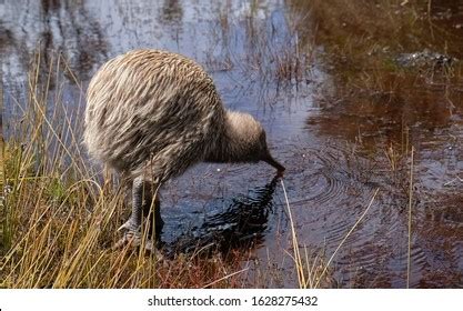 Endangered Kiwi Bird During Day Time Stock Photo 1628277382 | Shutterstock