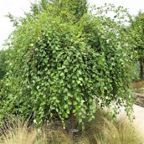 Betula Nigra Summer Cascade Weeping River Birch 5ltrpb12