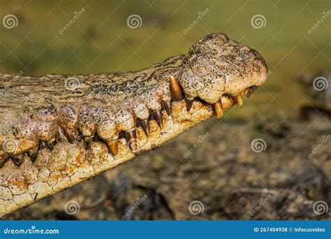 A Large Saltwater Crocodile At Borneo Stock Photo Image Of