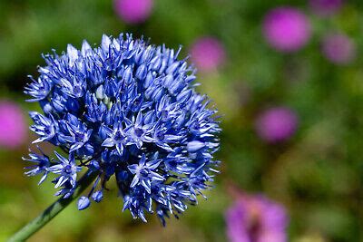 30 X Allium Caeruleum Azureum Blue Spring Flowering Bulbs Perennial