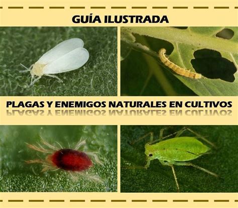 Guía Ilustrada De Plagas Y Enemigos Naturales En Cultivos