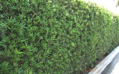 Podocarpus Hedges - Mr. Clusia | Podocarpus Hedges for Miami & South ...