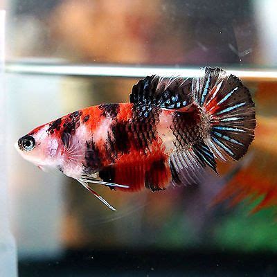 Galaxy Koi Betta Female Galaxy Koi Betta Koifishoil