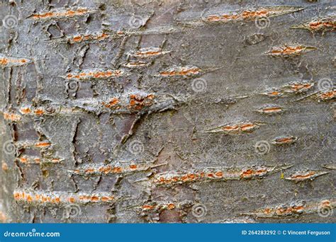 Hazelnut Tree Bark 01 Stock Photo Image Of Tree Harvest 264283292