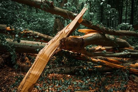 Libre Dun Arbre Tombé Dans La Forêt Avec Un Tronc Darbre Fissuré