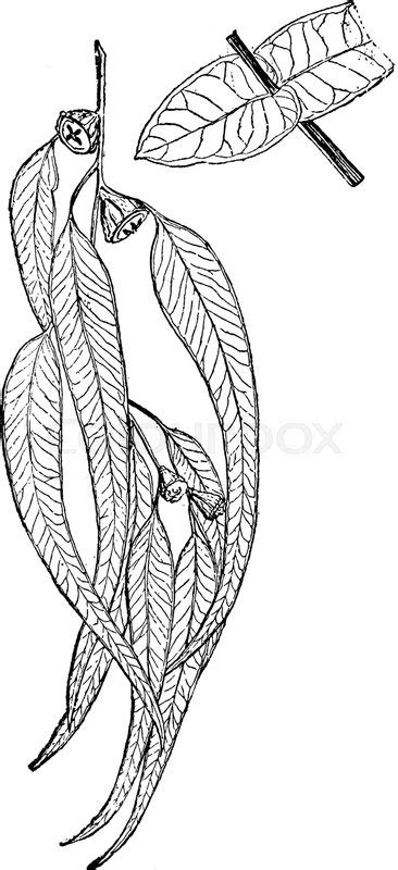 Eucalyptus Leaf Sketch at PaintingValley.com | Explore collection of ...