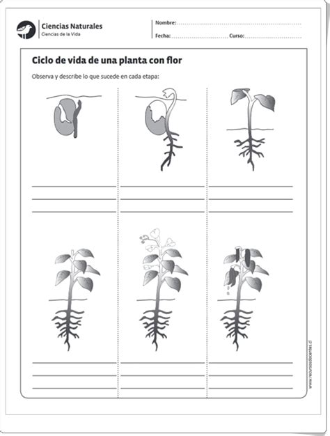 Ciencias Naturales De Primaria Ciclo De Vida De Una Planta Con Flor Ficha De Ciencias