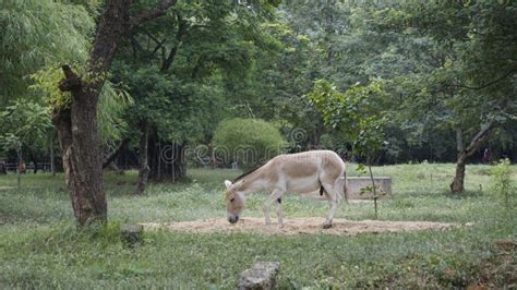 Beautiful Indian Wild Also Known As Equus Hemionus Khur, Onager ...