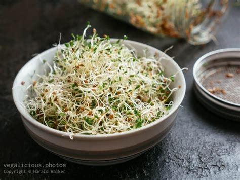 Alfalfa sprouts – vegalicious.photos