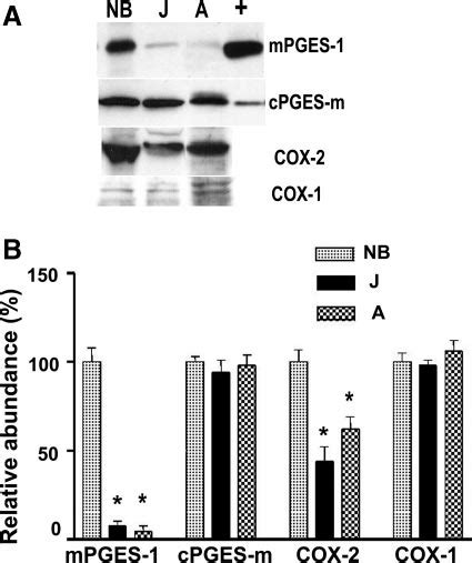 A Immunoblots Of Mpges 1 Cpges Cox 1 And Cox 2 In Microsomes From