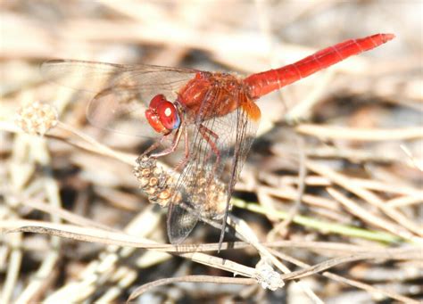 Dragonflies and Damselflies from Fréjus France on July 31 2023 at 08