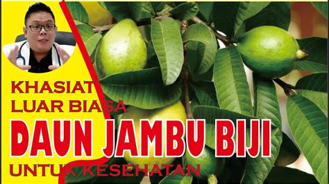 Khasiat Daun Jambu Biji Untuk Kesehatan Youtube