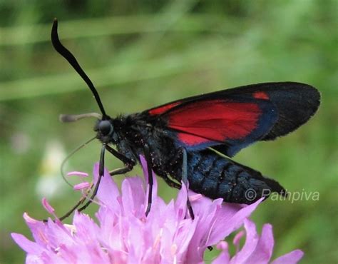 Zygaena Lonicerae Pathpiva