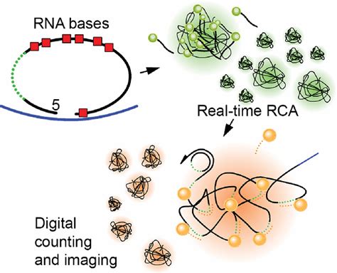 Pdf Limited Reverse Transcriptase Activity Of Phi29 Dna Polymerase