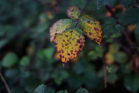 Fotos Gratis Rbol Naturaleza Rama Fotograf A Luz De Sol Hoja