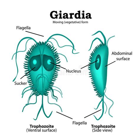 The Structure Of Giardia Vector Illustration On Isolated Background Stock Vector Illustration