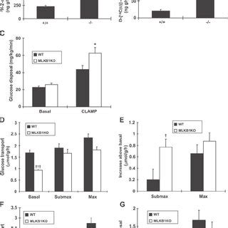 MLKB1KO Mice Have Improved Skeletal Muscle Glucose Uptake In Vivo And