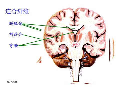 小脑和大脑的结构 word文档在线阅读与下载 无忧文档