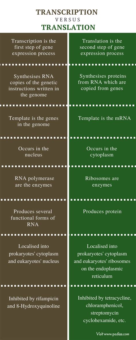 Difference Between Transcription And Translation Definition Process