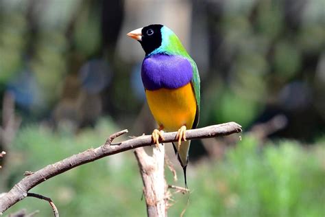 Gouldian Finch Archives Planet Aviary