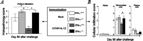 Ifn ␥ Is Required For Prevention Of Oviduct Pathology In Chlamydia