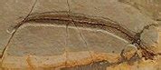 Category:Anguilliformes fossils - Wikimedia Commons