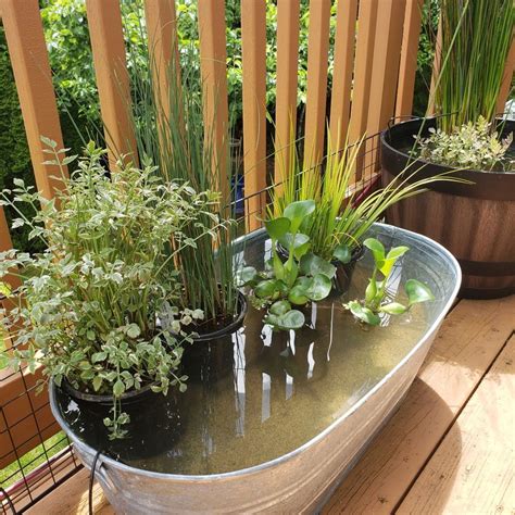 some plants are growing out of the water in a potted planter on a deck