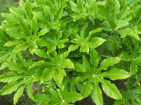 Fatsia Japonica Cuidados Gu A Completa