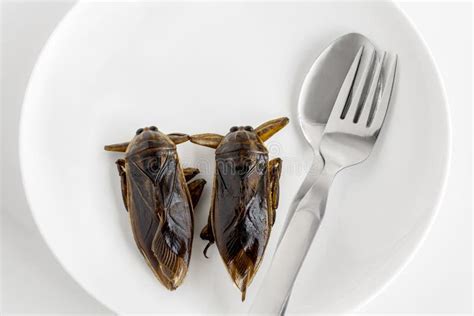 Giant Water Bug Is Edible Insect For Eating As Food Insects Deep-fried Crispy Snack On Plate And ...