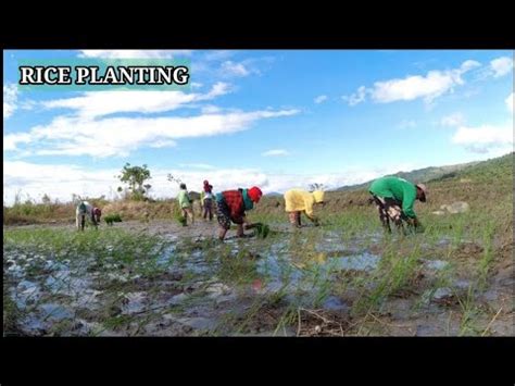 Traditional Rice Planting In The Philippines Hanapbuhay Ng Mga