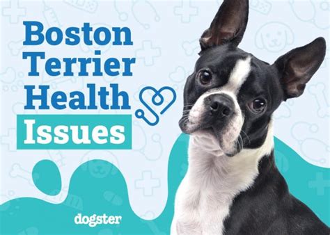 13 Boston Terrier Health Issues to Look Out For (Vet Answer) – Dogster