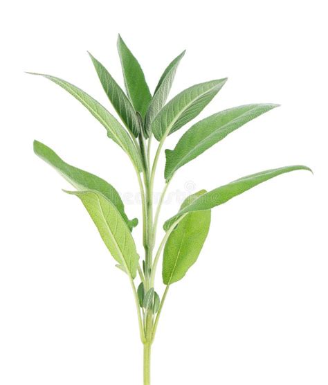 Fresh Sage Twig Isolated On White Background Salvia Officinalis Leaves