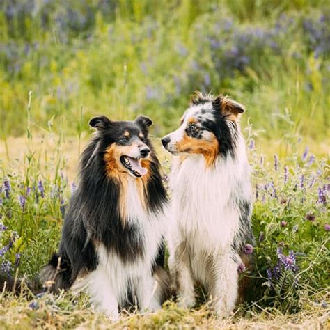 What Are Collies Known For | Collie Chatter