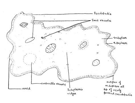 Amoeba Diagram Labeled