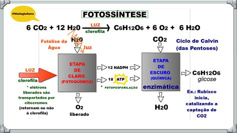 Onde Ocorre A Fotossintese